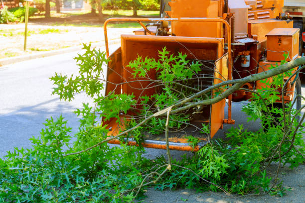 Best Fruit Tree Pruning  in Whitewright, TX