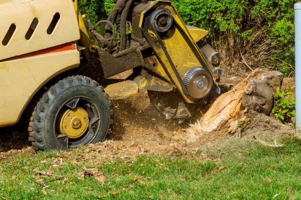 Professional Tree Services in Whitewright, TX
