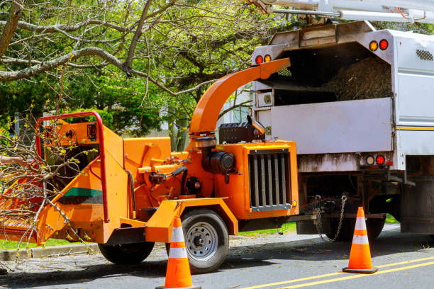 How Our Tree Care Process Works  in  Whitewright, TX